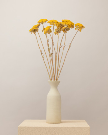 Achillea parker amarillo...