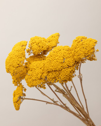 Achillea parker amarillo...