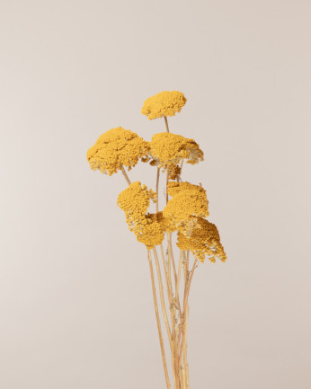 Achillea parker amarillo...