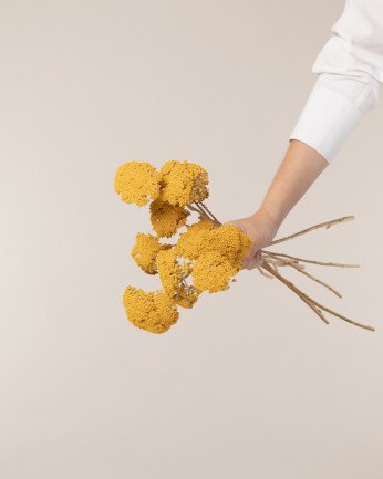 Achillea parker amarillo...