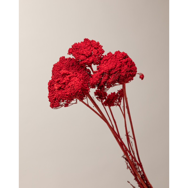 achillea roja seca foto detalle