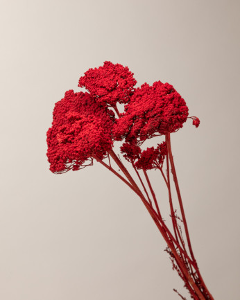 achillea roja seca foto detalle