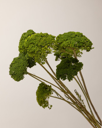 achillea parker seca verde detalle foto