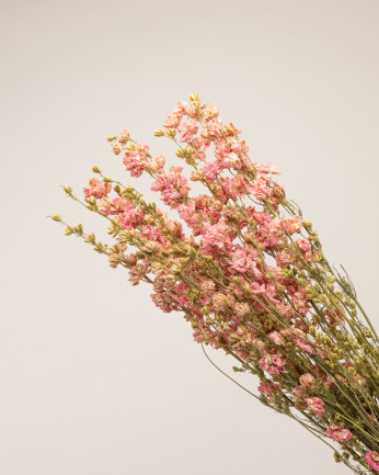 delphinium seco rosa detalle