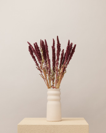 Amaranthus seco rojo Premium