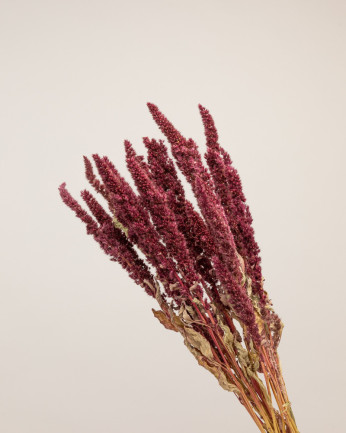 Amaranthus seco rojo Premium