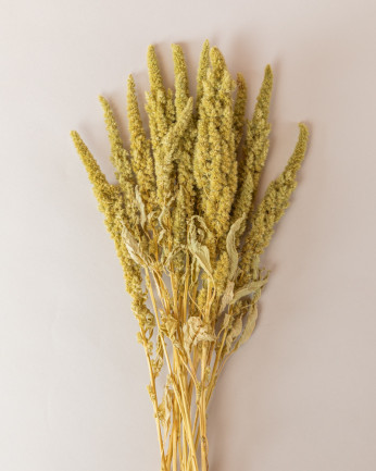 amaranthus verde natural seco