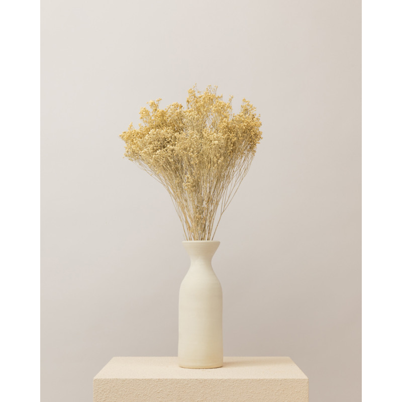 broom bloom seco blanco