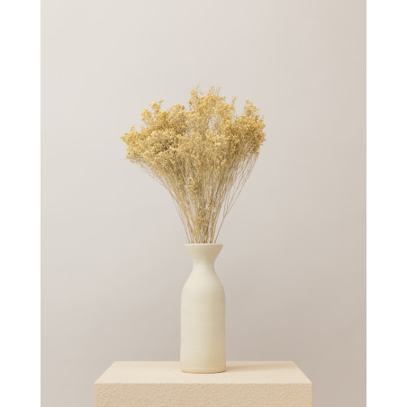 broom bloom seco blanco