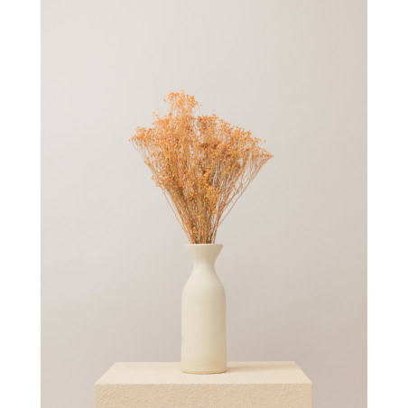 broom bloom seco color coral