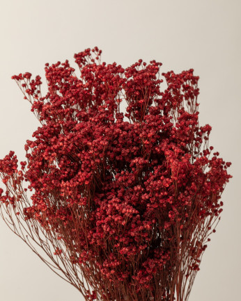 Broom bloom seco rojo (mazo)