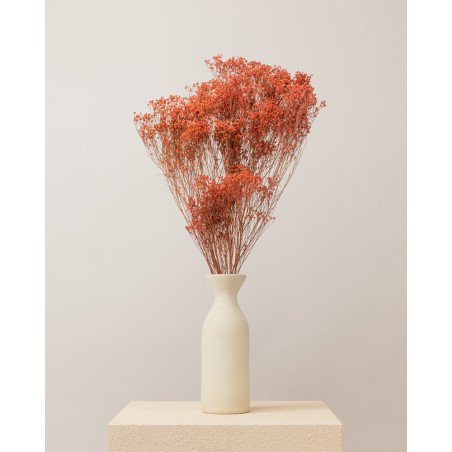 broom bloom seco rosa