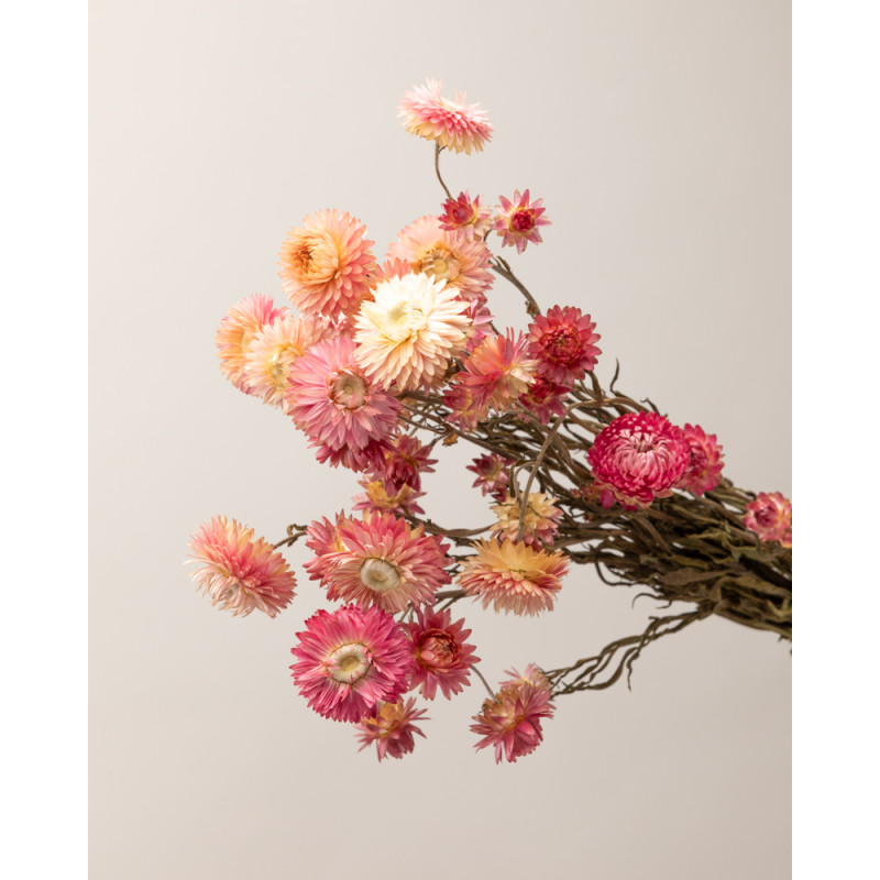 helichrysum seco rosa detalle flor