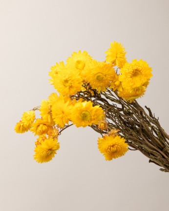 helichrysum seco amarillo detalle