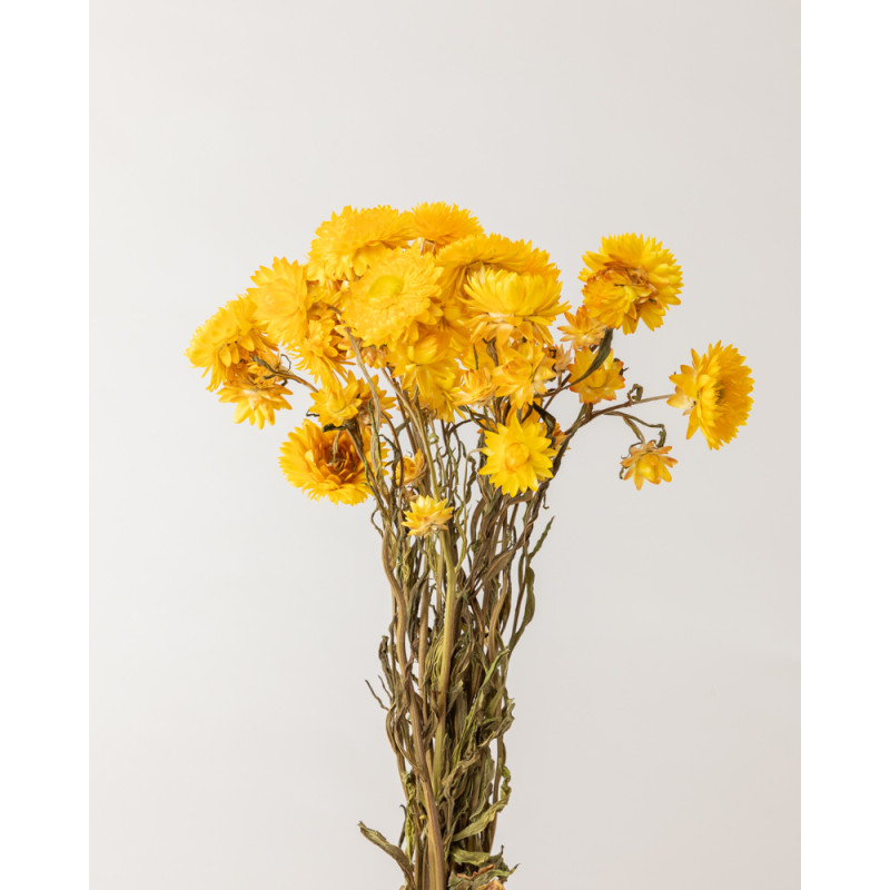 helichrysum seco amarillo casia natura