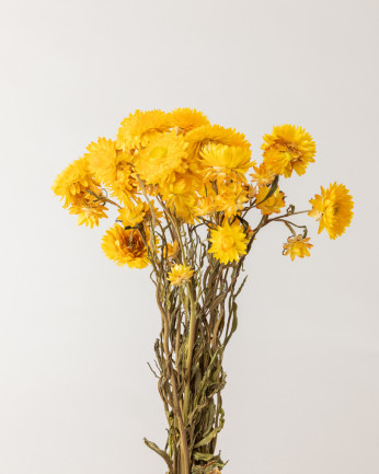 helichrysum seco amarillo casia natura