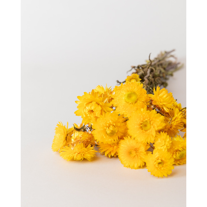 helichrysum seco amarillo tumbado