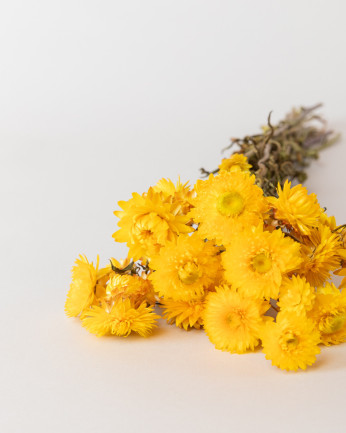 helichrysum seco amarillo tumbado