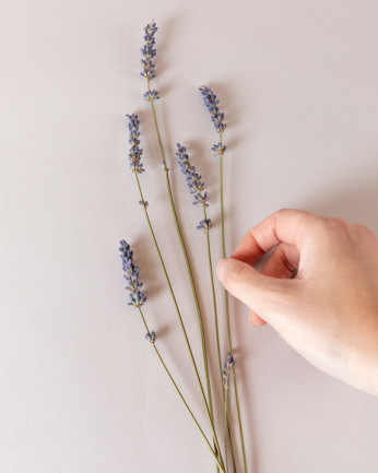 tallos de lavanda seca