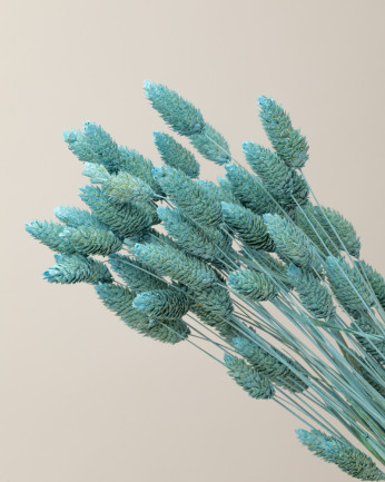 Phalaris seco azul  Premium