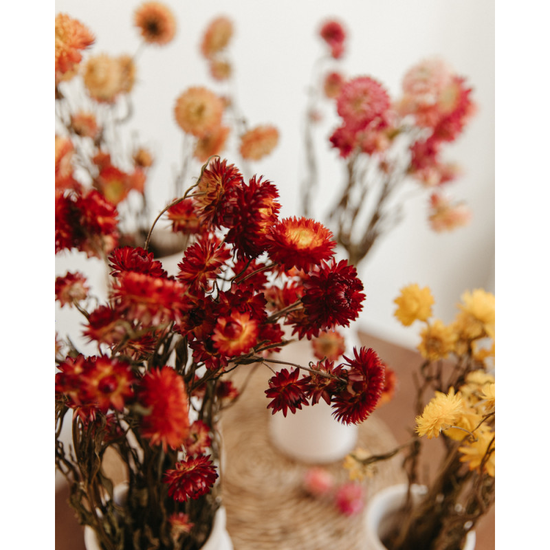 flores de helichrysum seco