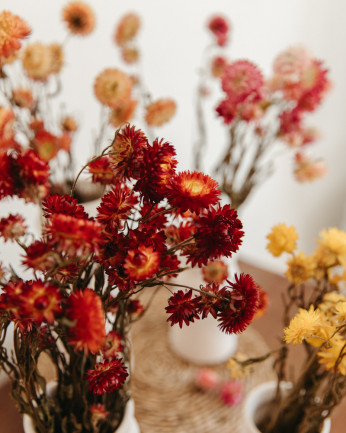 flores de helichrysum seco