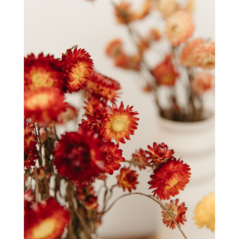 helichrysum seco rojo detalle de flores