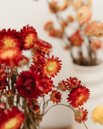 helichrysum seco rojo detalle de flores