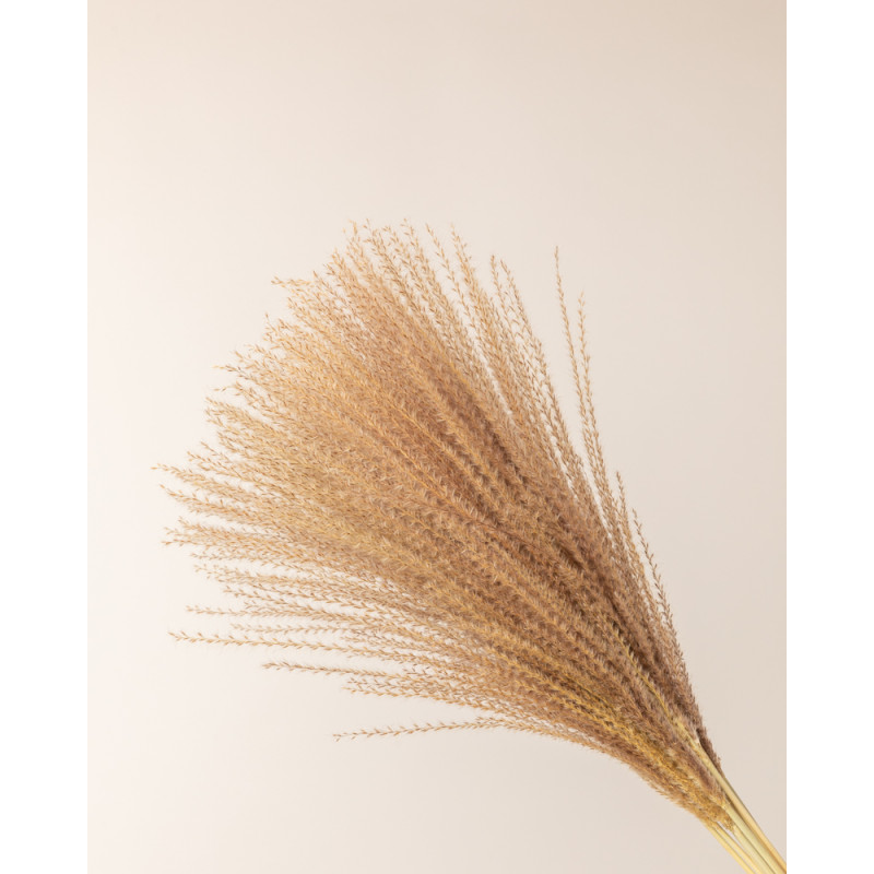 pampa miscanthus natural detalle