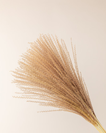 pampa miscanthus natural detalle