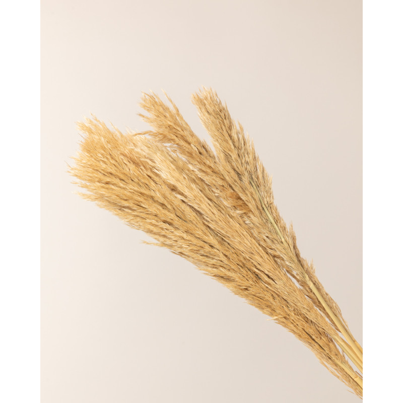 pluma pampa grass lenn natural detalle