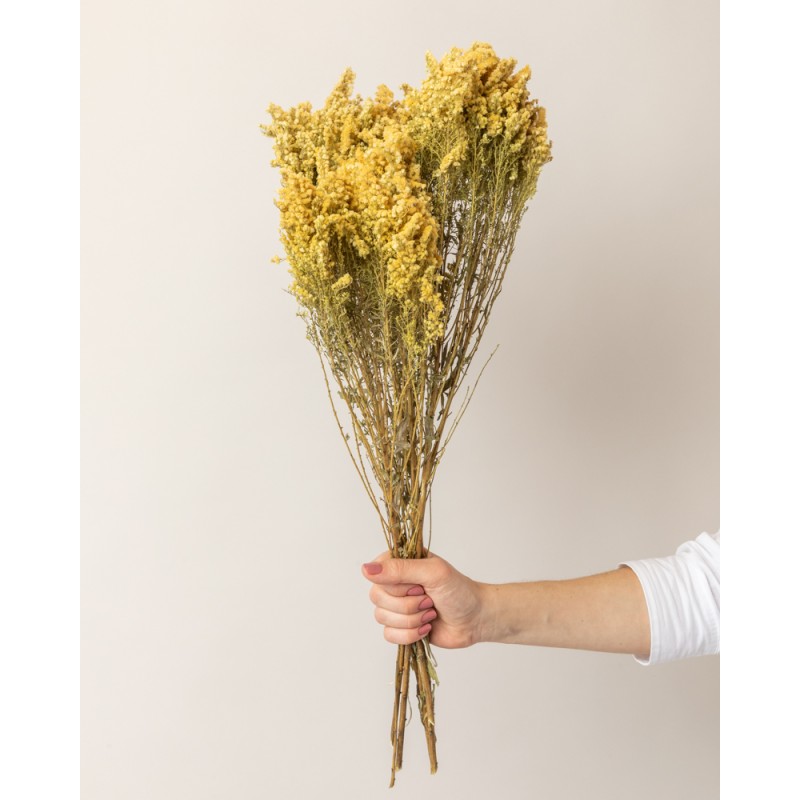 solidago seco amarillo con mano