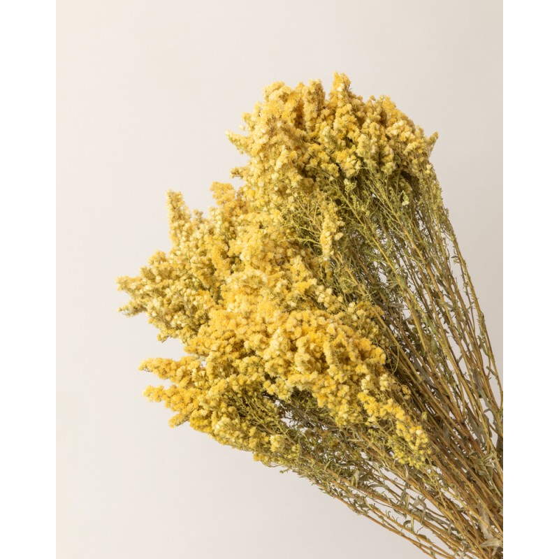 solidago seco amarillo detalle de flor