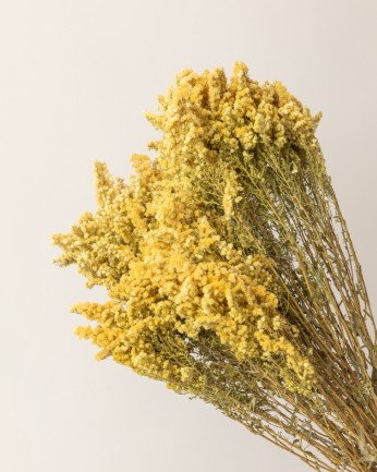 solidago seco amarillo detalle de flor