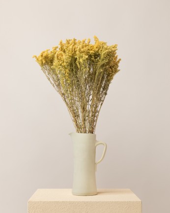 Solidago seco amarillo