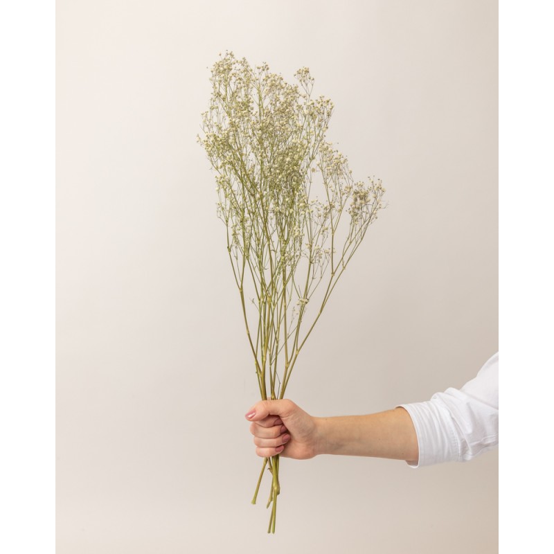 ramillete de gypsophilla blanca en mano