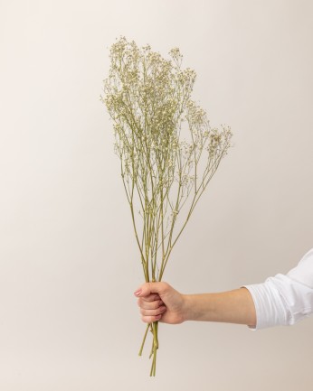 ramillete de gypsophilla blanca en mano