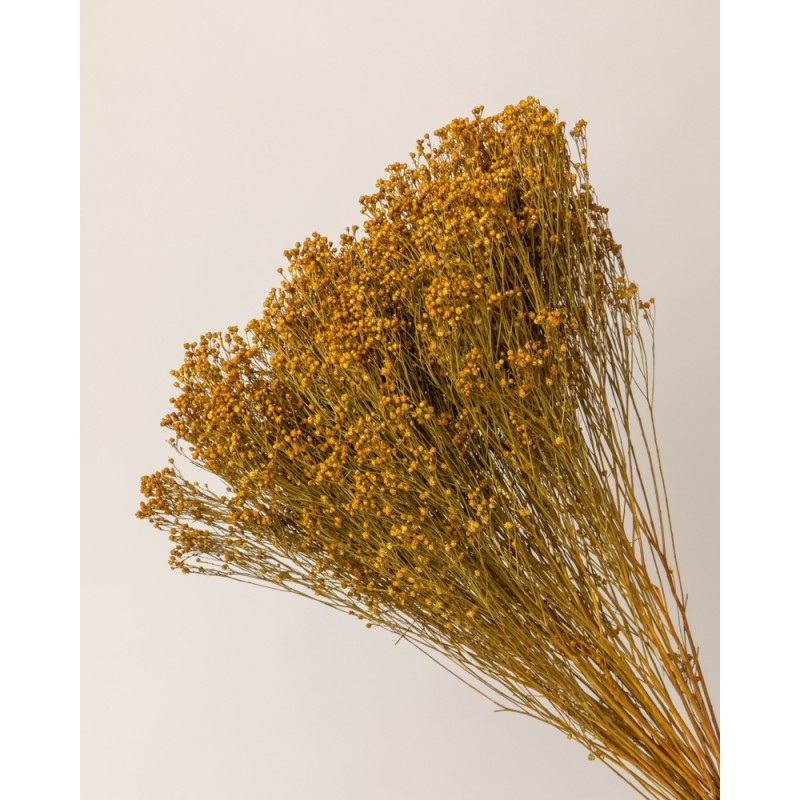 broom bloom seco amarillo detalle