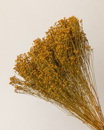 broom bloom seco amarillo detalle