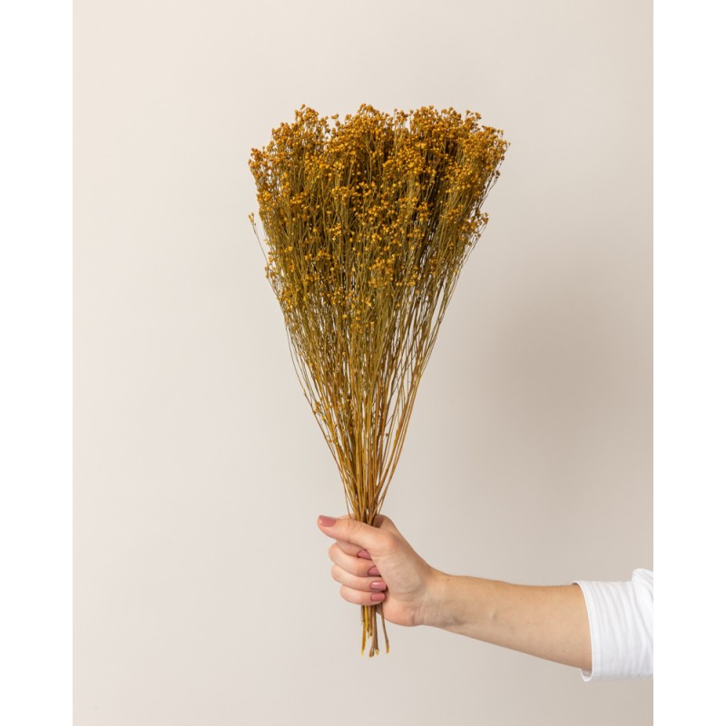 broom bloom seco amarillo mano