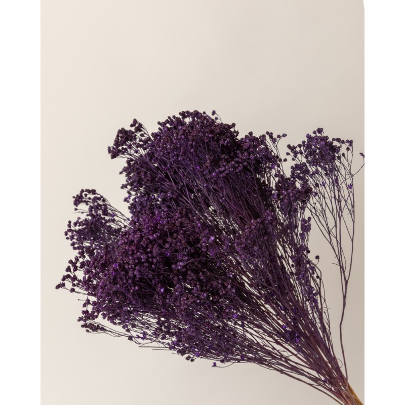 broom bloom seco morado detalle