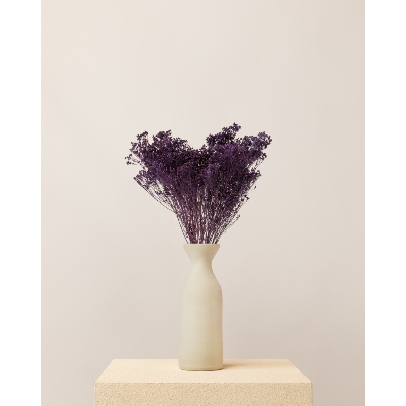 broom bloom seco morado