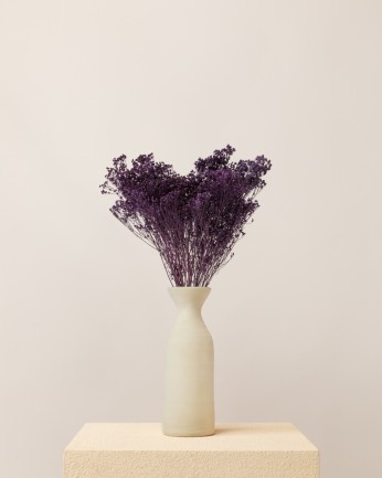 Broom bloom seco morado (mazo)