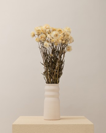 Helichrysum blanco (mazo)