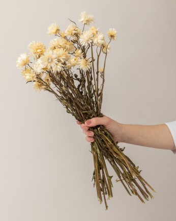 Helichrysum blanco (mazo)