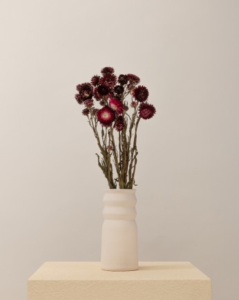 Helichrysum Rosa oscuro...