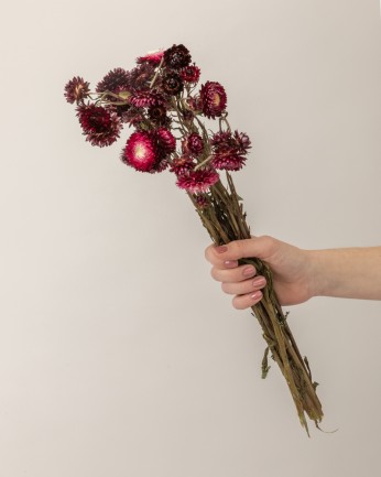 Helichrysum Rosa oscuro...