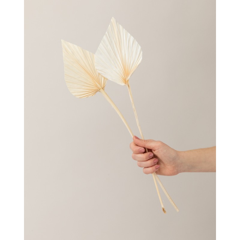 hoja palma seca blanca mano