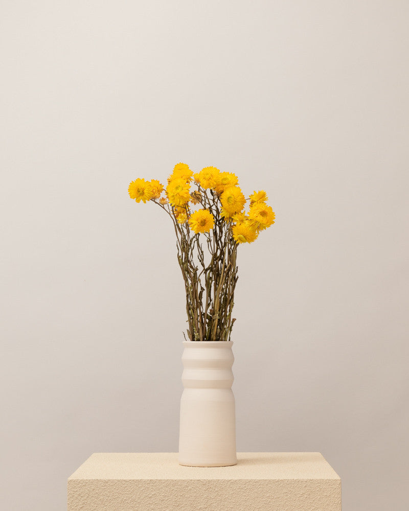 Helichrysum seco amarillo