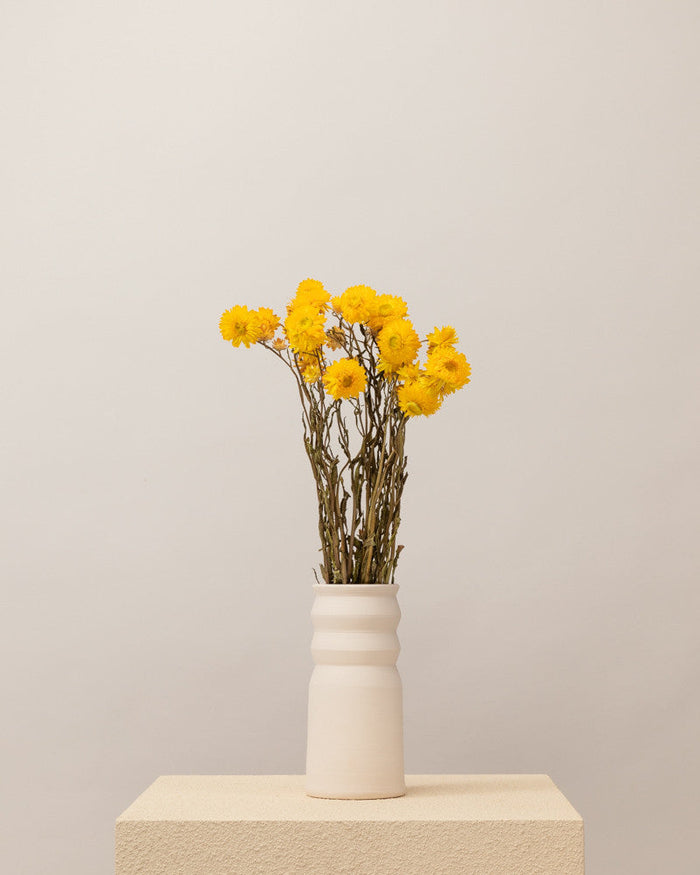 Helichrysum seco amarillo